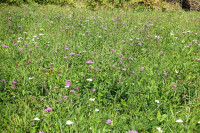 /album/mont-vully-wistenlacher-berg-17-september-2025/mont-vully-murtensee-17-09-2025-11-jpg/